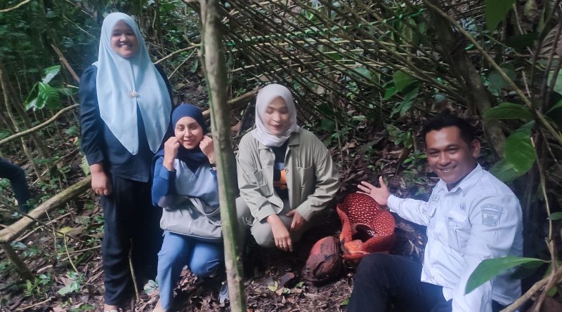 Bunga Raflesia tumbuh di Panorama Baru Bukittinggi